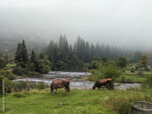 Cows on a pasture in the mountains. Beautiful nature