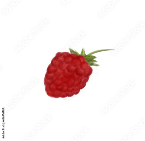 Raspberry berries hand drawn illustration 
