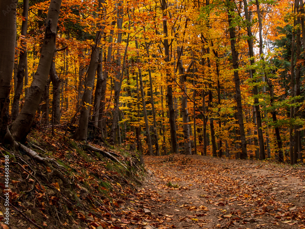 golden autumn in Polish forests golden autumn in Polish forests