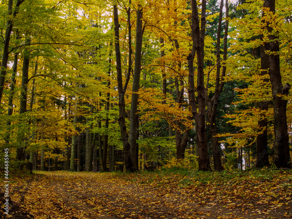 golden autumn in Polish forests 
