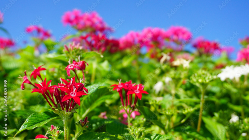 夏の小さいピンクの花、ペンタス