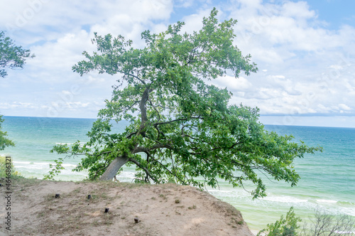 Single green tree on cliff with Baltic sea in background.