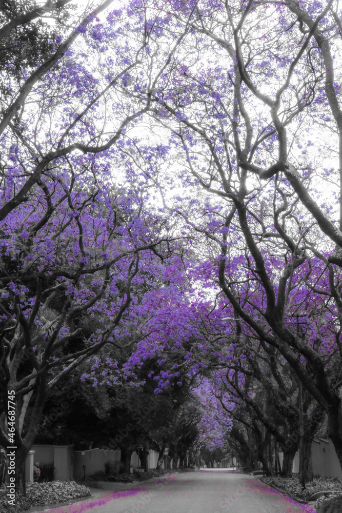 Jacaranda tree lined street in the spring time Johannesburg Jacaranda tree lined street in the spring time Johannesburg