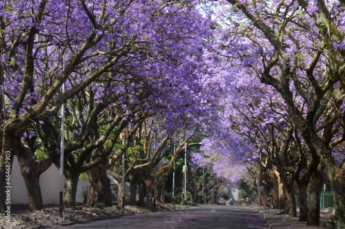 Jacaranda tree lined street in the spring time Johannesburg