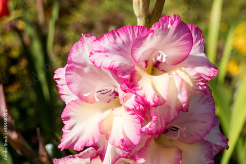 A flowering inflorescence of a tall bulbous gladiolus in pale pink and white tones in a garden area.  photo