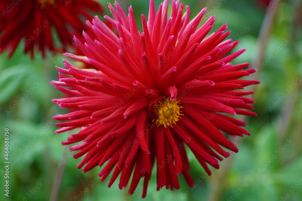 beautiful dahlia in the garden beautiful dahlia in the garden