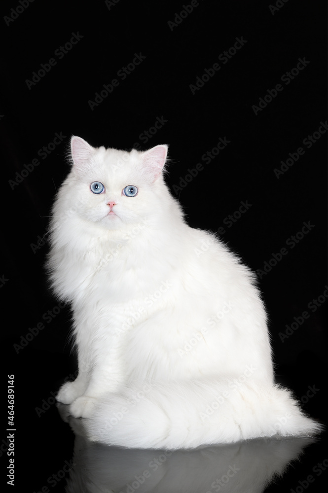 white highland straight cat with blue eyes on black background