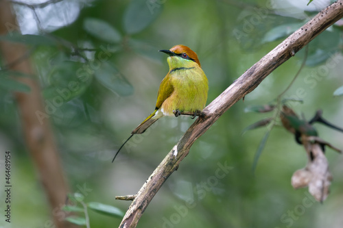 bee eater  in the forest © kamron