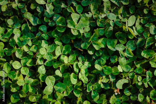 background image of a clover. Green background with trefoil trefoils. the symbol of the St. Patrick s Day holiday. Selective focus. horizontal photo