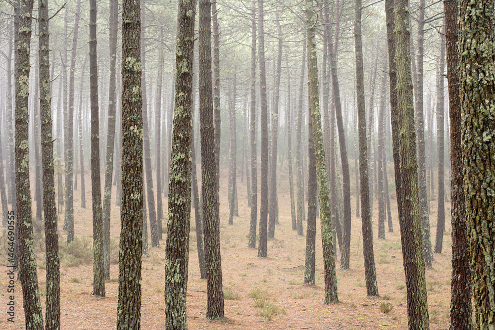 Foggy pine forest Foggy pine forest