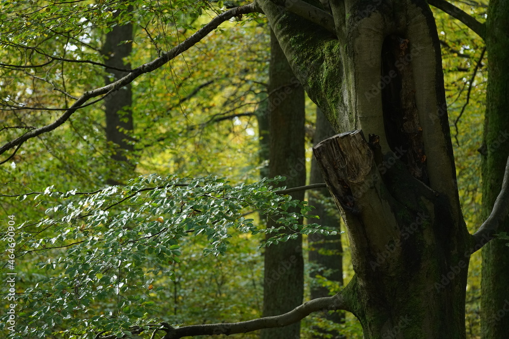 Fototapeta premium Fooliage of a falls season