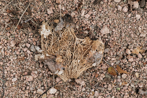 фотографія the dried fiber structure of a half-rotten cactus leaf on the ground