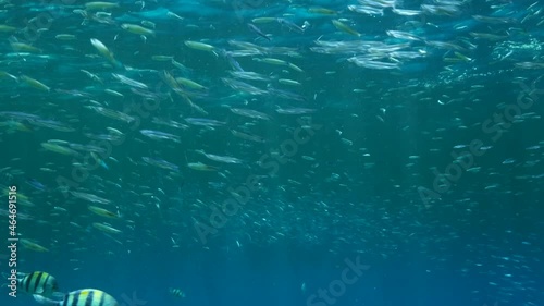 Shoal of small fishes feeds in the surface water rich in plankton. Visually distinguishable plankton-rich water layer (rarely seen phenomenon). Slow motion photo