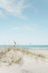 Keuken achterwand Duingras Duingras op wit zandstrand  © Martin
