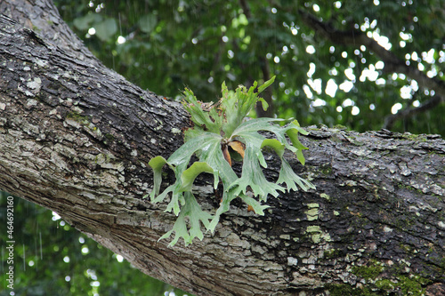 Big staghorn fern growing on bark tree. photo