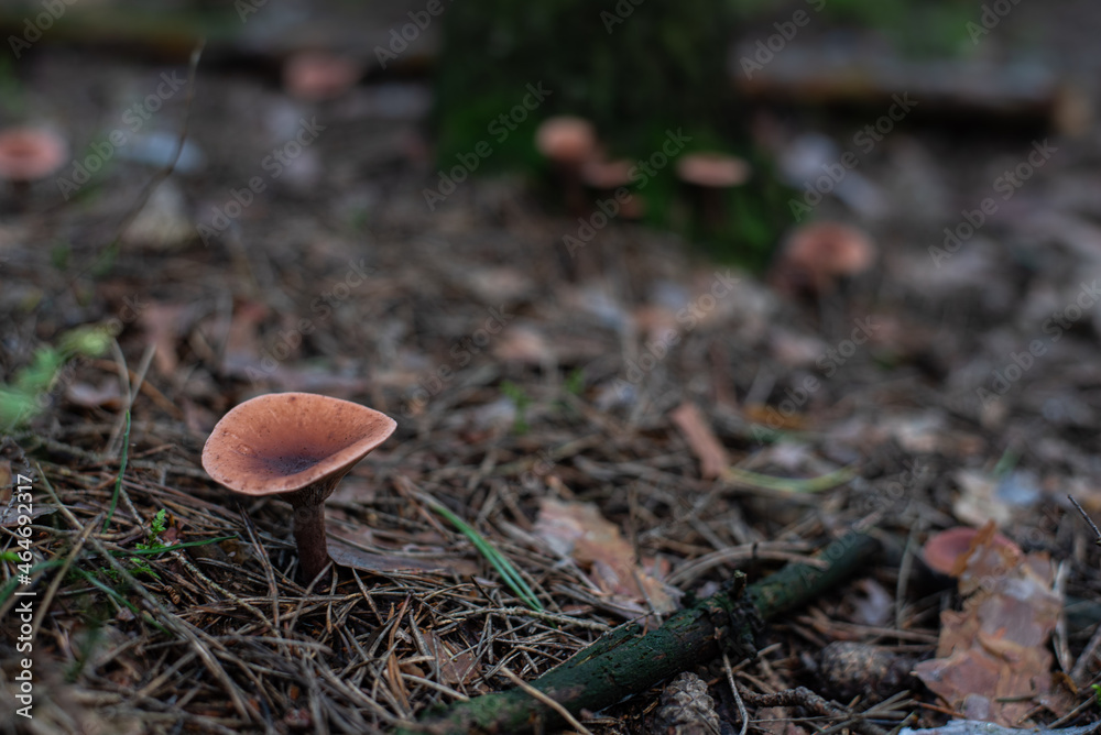Grzyb w lesie