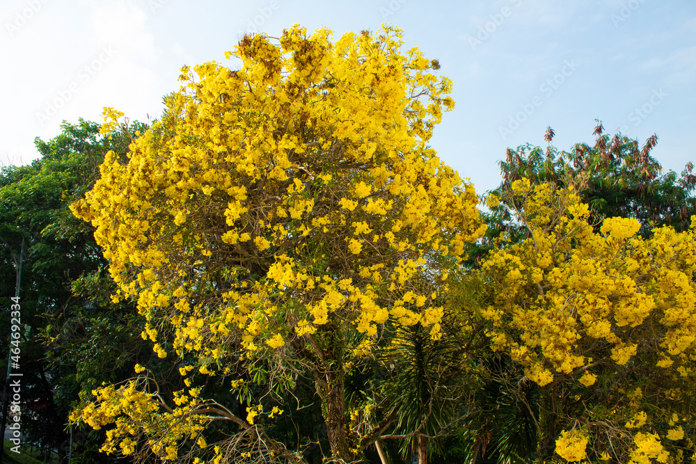 Tabebuia tree with yellow flowers