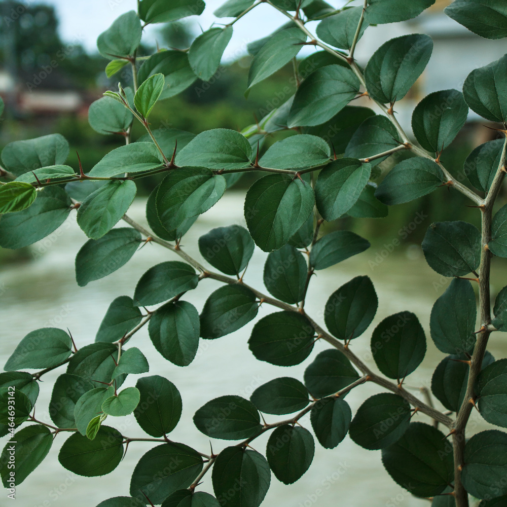Green leaves of Sidr (Lote Tree) refer to Ziziphus Lotus