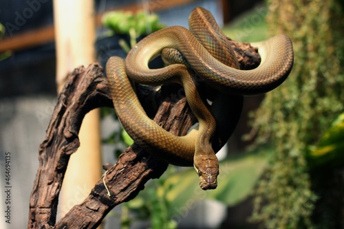 Snake Amethystine python or Python Patola is found in Indonesia, Papua New Guinea, and Australia.