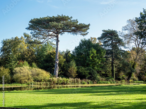 Beautiful trees in a park with a pond at Scampston, North Yorkshire, England photo