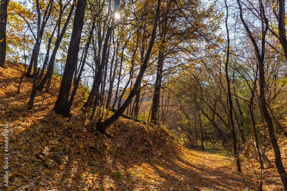 Fototapeta premium a winding path in the autumn forest on the hillside