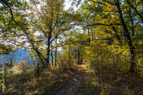 path in the forest