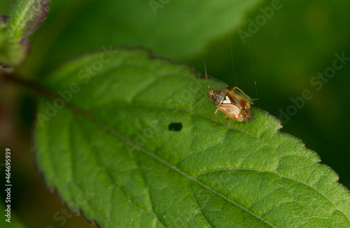 Gemeine Wiesenwanze (Lygus pratensis)