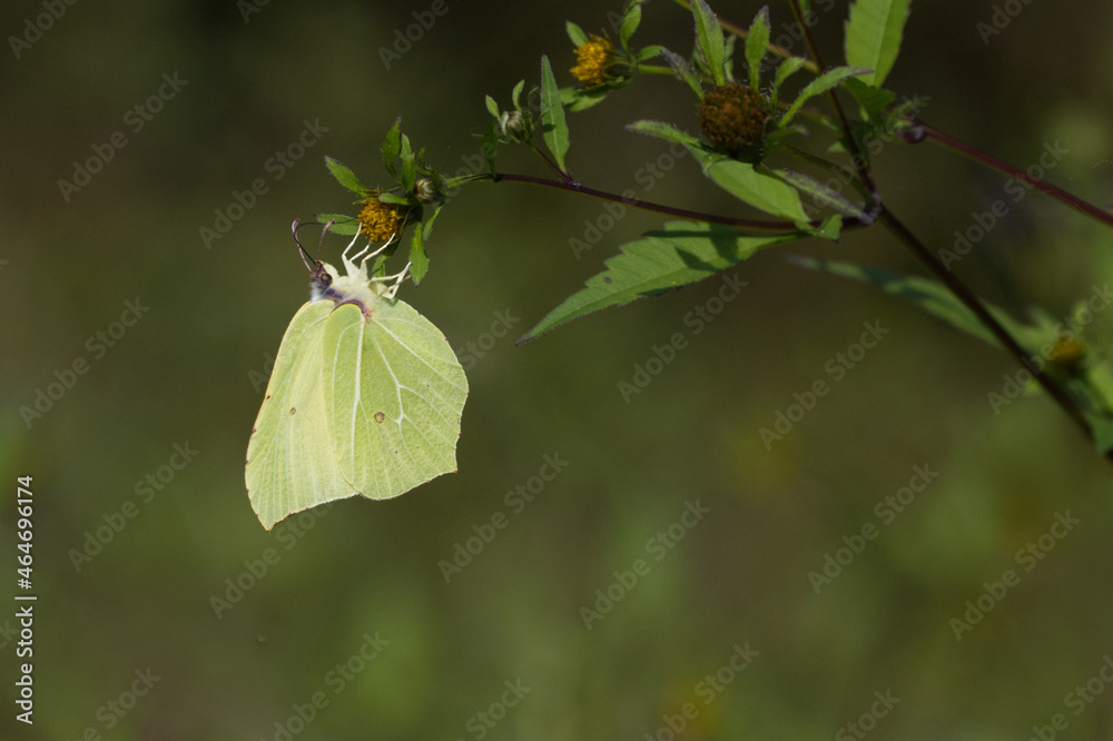 Zitronenfalter (Gonepteryx rhamni) Zitronenfalter (Gonepteryx rhamni)
