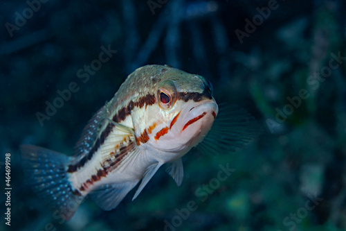 Obraz na płótnie Comber fish, Sägebarsch 