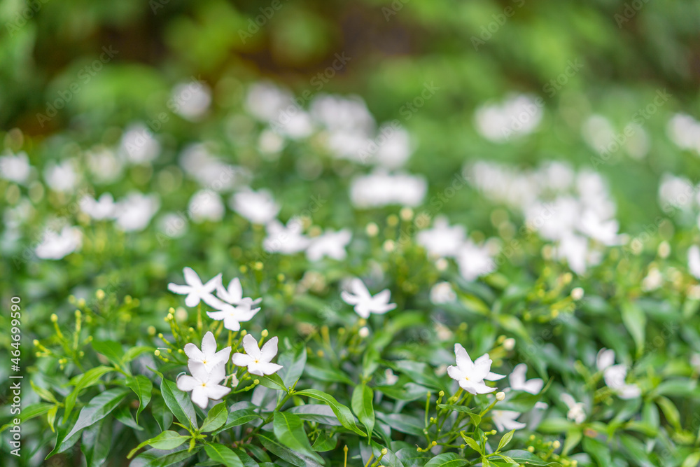 Bush with white flowers in the foreground and a blurred bokeh background. Bush with white flowers in the foreground and a blurred bokeh background.