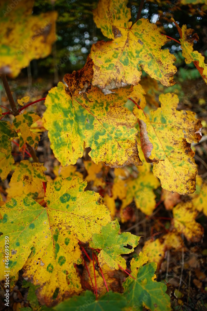 Foliage of a n Acer tree with different colors due to fall season Foliage of a n Acer tree with different colors due to fall season