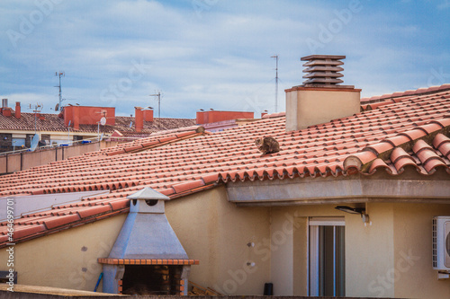 Cat on the roof