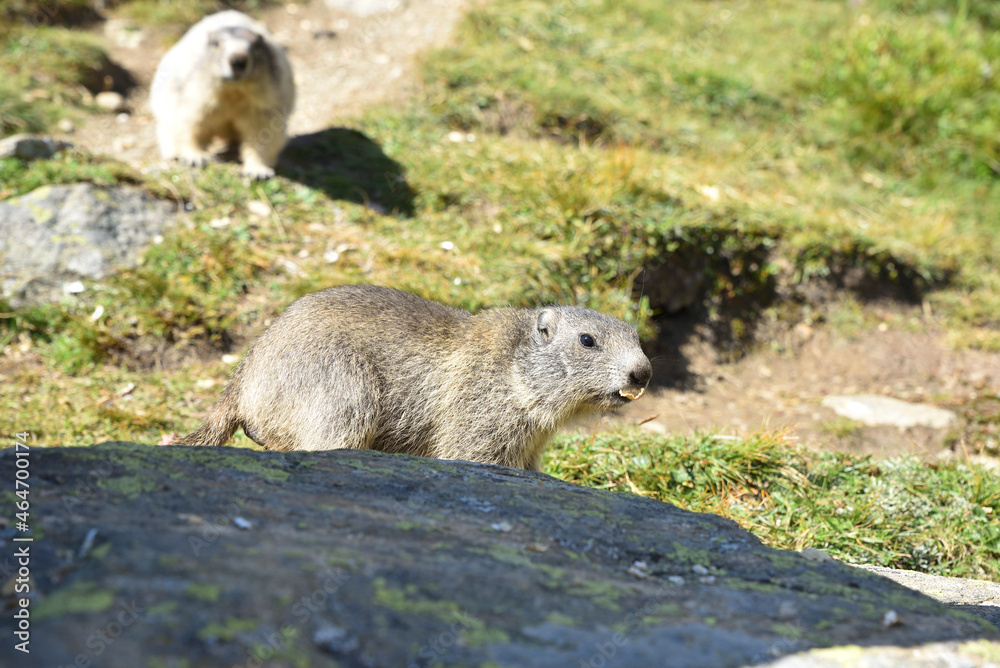Naklejka premium Murmeltiere in freier Wildbahn