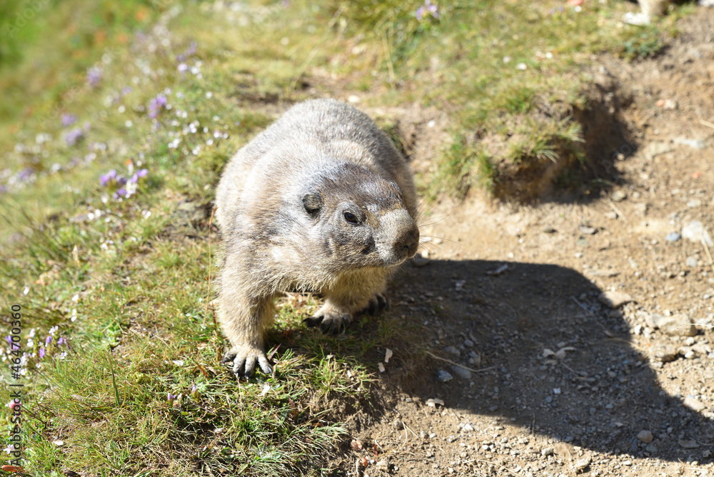 Fototapeta premium Murmeltiere in freier Wildbahn