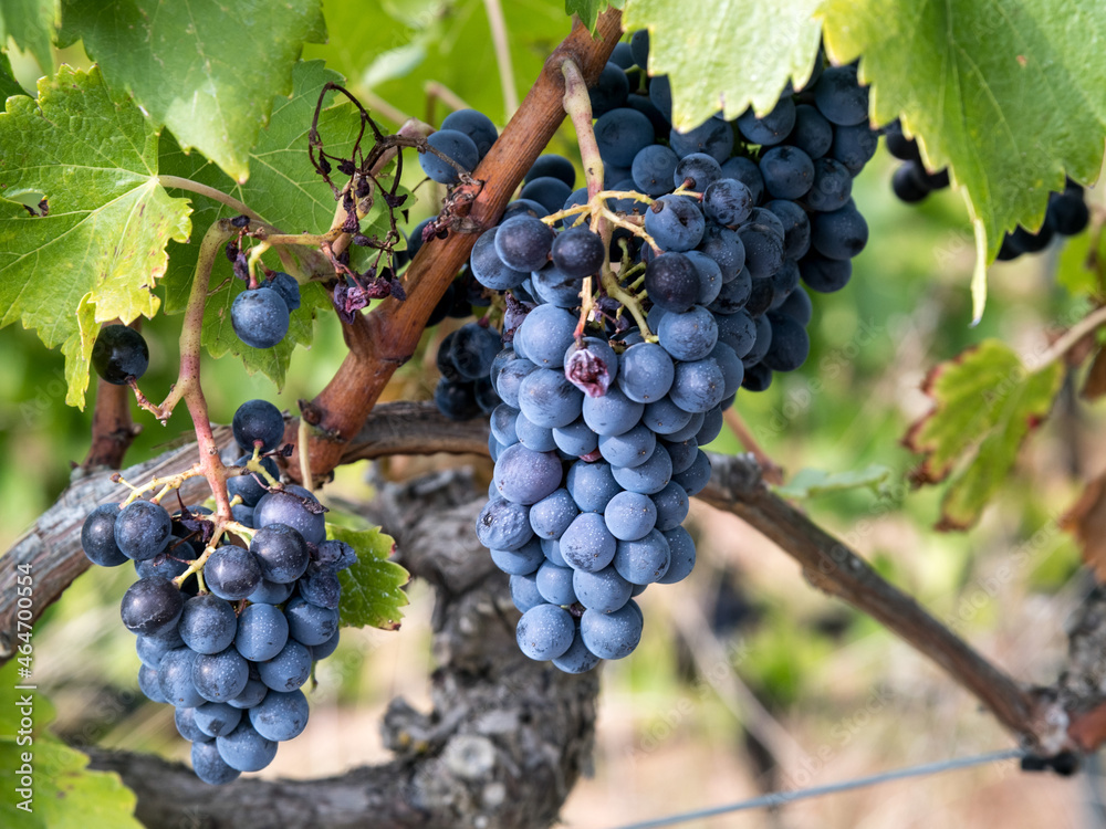 Racimo de uvas negras color azulado en el viñedo en Octubre antes de la vendimia en la comarca del Priorat, Tarragona, España Racimo de uvas negras color azulado en el viñedo en Octubre antes de la vendimia en la comarca del Priorat, Tarragona, España