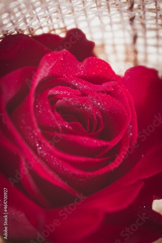 red rose macro
