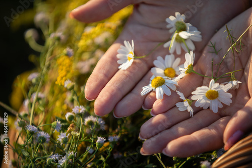 In a woman's hands lies the flower of an herb - chamomile. The power of field herbs.