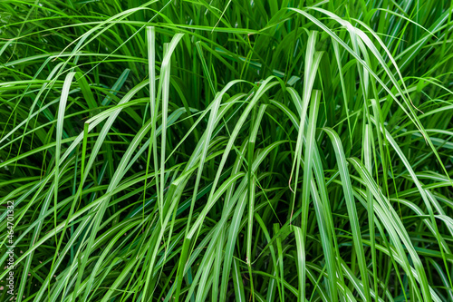 green grass with visible details. background or texture