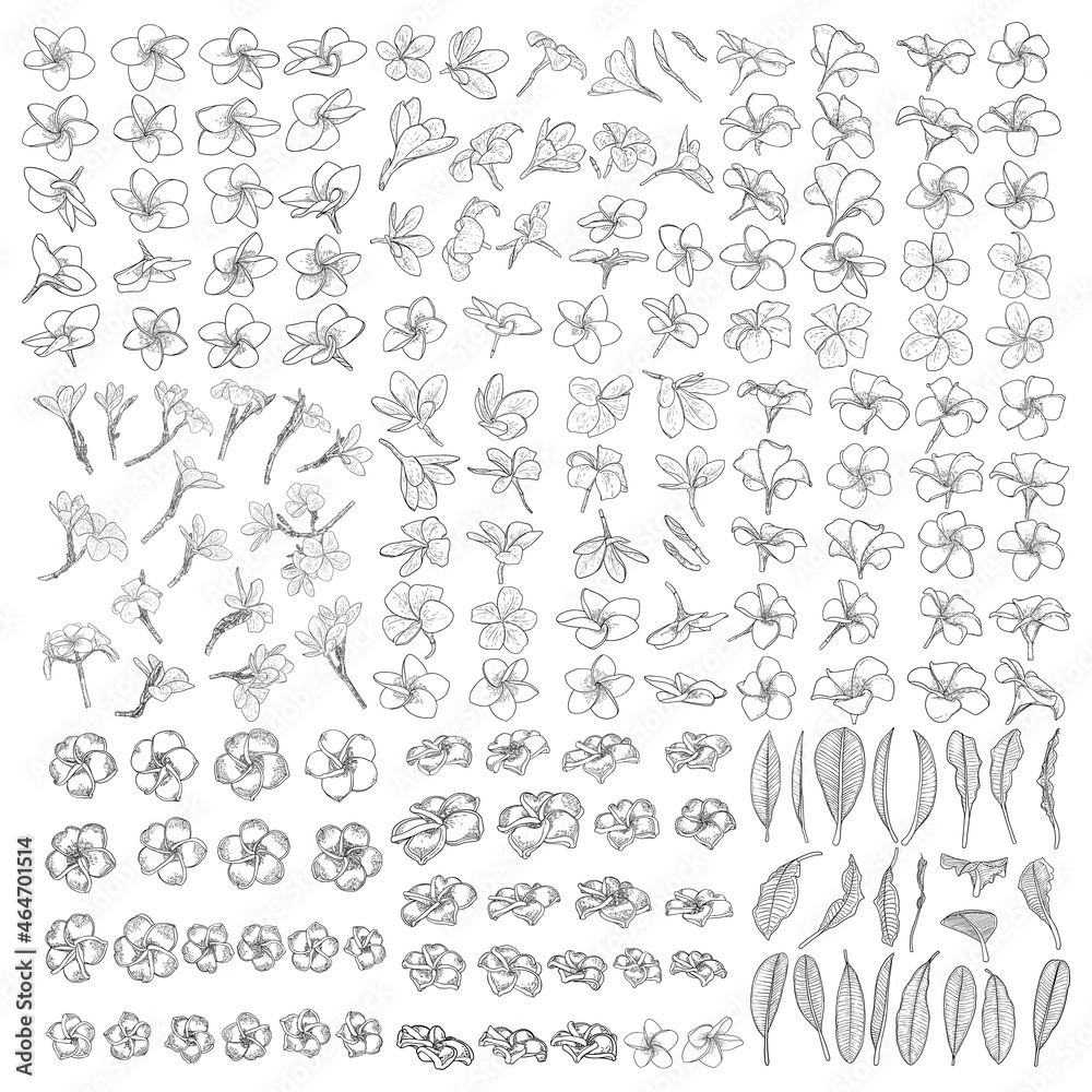 Obraz premium Plumeria or frangipani flowers with leaves drawing set. Hand drawn line art of decorative exotic tropical flowers, blooming and open buds, leaf on the twig. Vector.