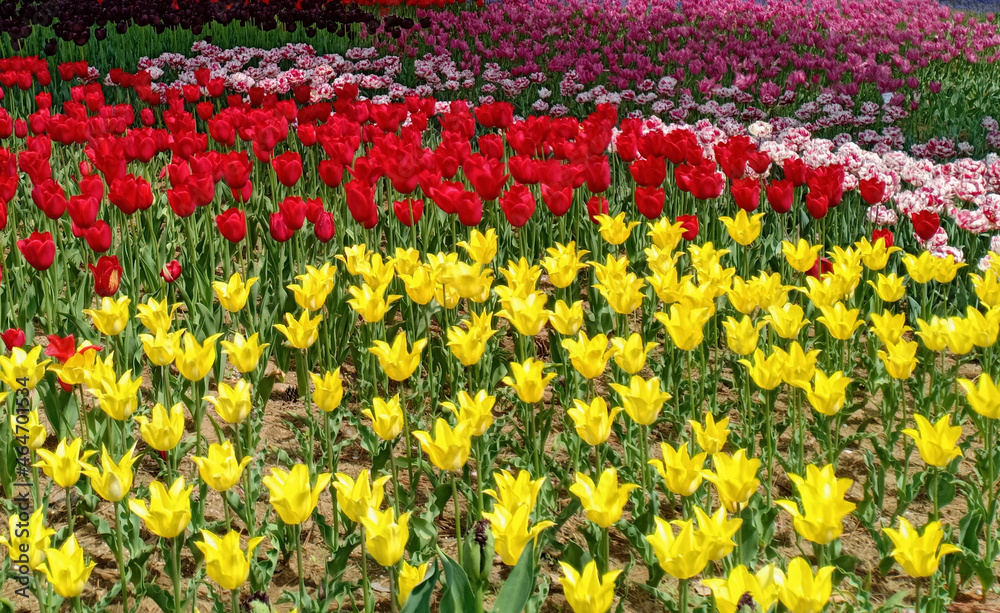 Fototapeta premium ฺBeautiful tulip in the garden