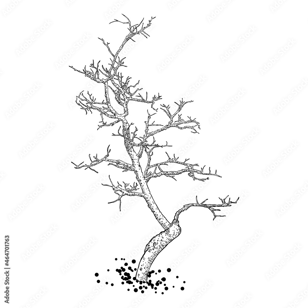 Naked tree. Hand drawn isolated shape of the tree stem without leaves or needles. Winter season tree or dead old plant after fire. Dropped sick or burnt dry foliage. Vector.