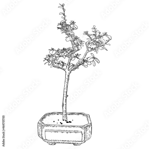 Bonsai tree. Hand drawn black white plant illustration on a white background, isolated. Tray planting of mini tree hobby. Bonsai Japanese tree grown in container. Vector.