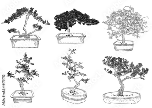 Set of Bonsai Japanese trees growing in pots and containers. Drawing from real trees. Decorative little trees in Bonsai style set, hobby. Vector. photo