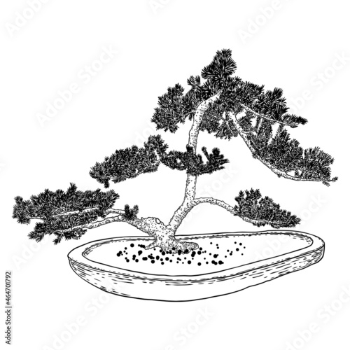 Bonsai tree. Hand drawn black white plant illustration on a white background, isolated. Tray planting of mini tree hobby. Bonsai Japanese tree grown in container. Vector.