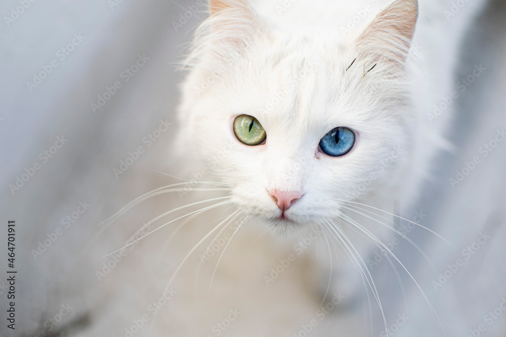 White cat with heterochromia looking up