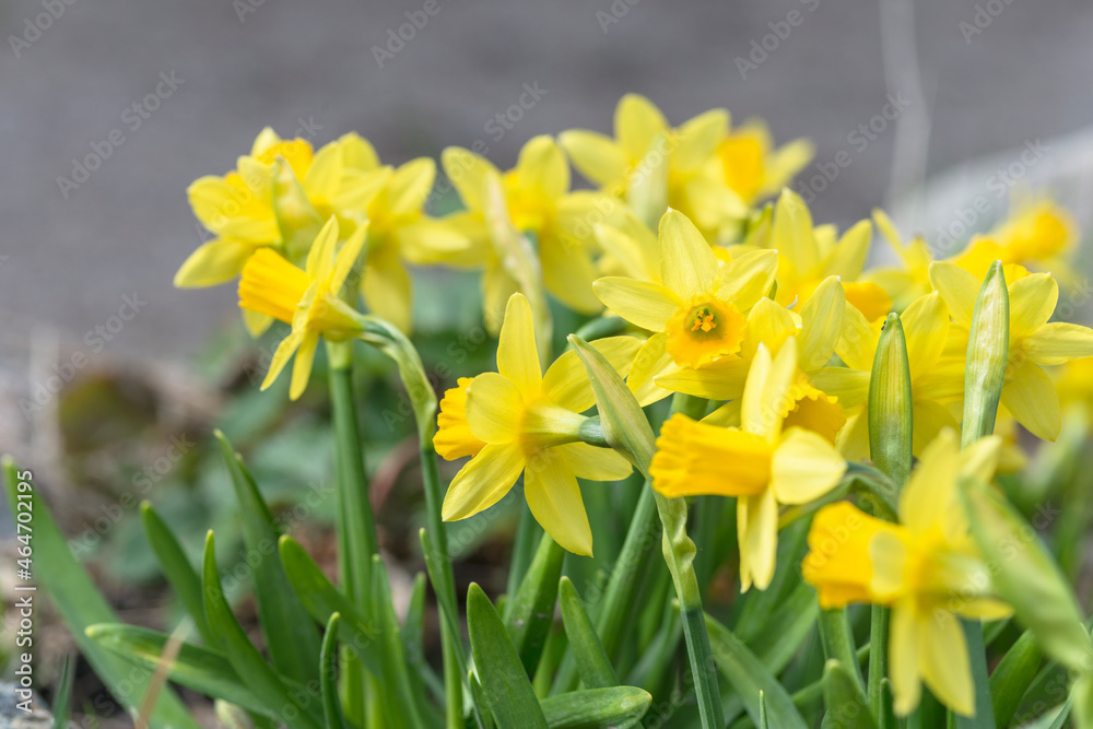 Fototapeta premium a cute narcissus bush with a bokeh and free copy space for the text - spring background