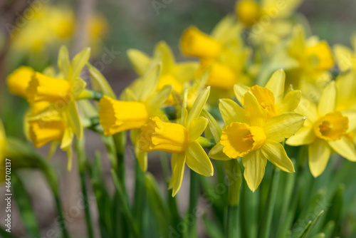 a cute narcissus bush with a bokeh and free copy space for the text - spring background