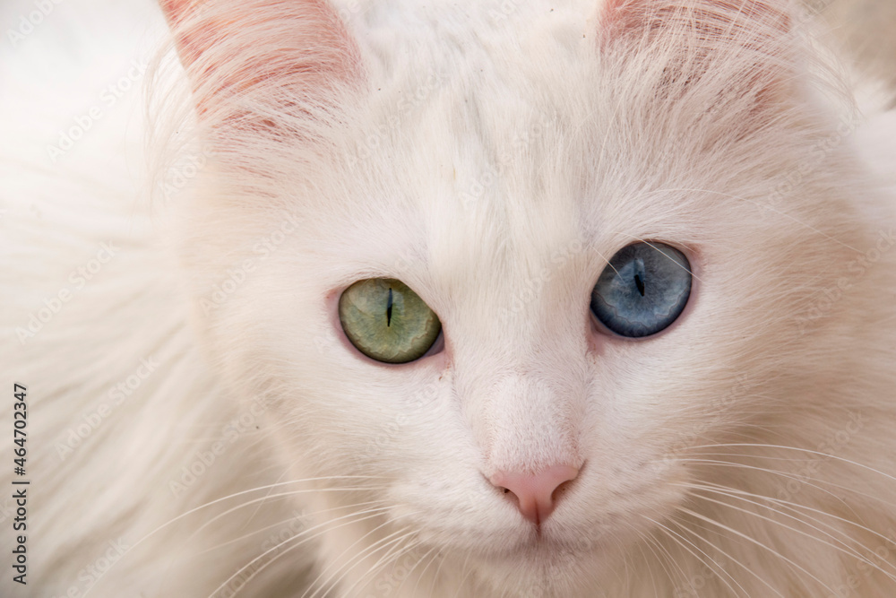White cat with heterochromia looking to camera with eyes green and blue