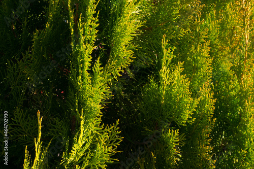 Colorful juniper branches close up in sunny day background