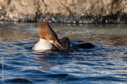 Common Merganser is eating lamprey in the river photo